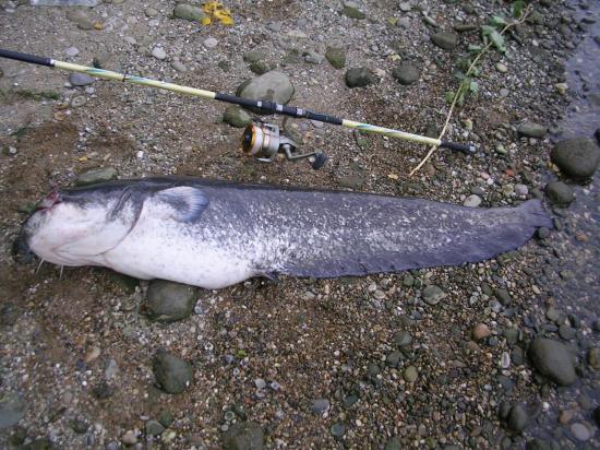 PECHE AU FILET - Hookline