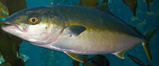 Yellowtail amberjack