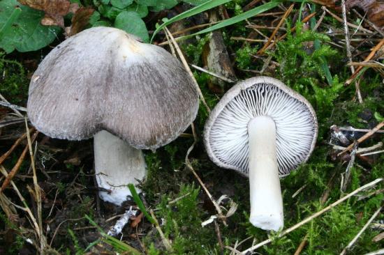 1280px tricholoma terreum 20061105wa