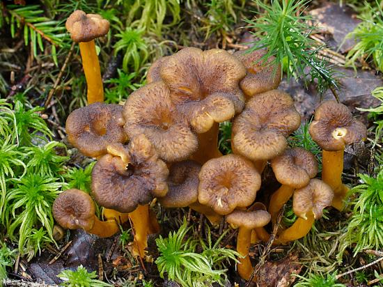 Craterellus tubaeformis 1345904803 69350246bb o cropped