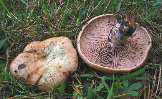 Lactarius sanguifluus 64507